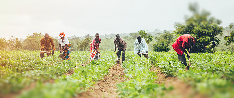 People working in field in Malawi